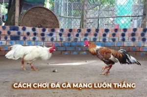 Chiến Thuật Chơi Đá Gà Sabong Tại Dubai Palace Hiệu Quả