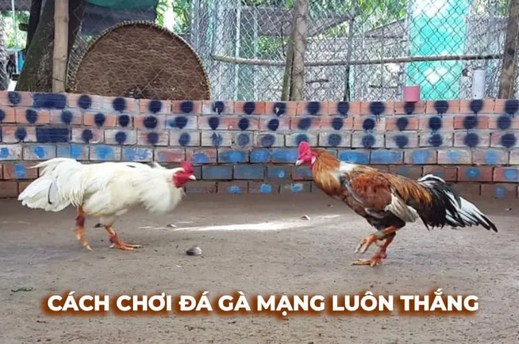 Chiến Thuật Chơi Đá Gà Sabong Tại Dubai Palace Hiệu Quả 1 Chiến Thuật Chơi Đá Gà Sabong Tại Dubai Palace Hiệu Quả